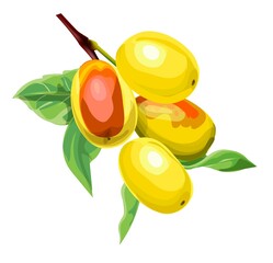 Set of Jujube or Monkey apple Fruits isolated on white background,vector illustration
