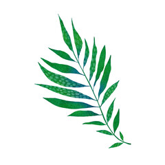 Watercolor tropical leaf. Green palm leaf isolated on white background.