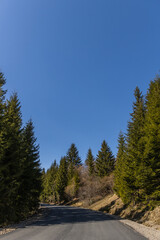 Fototapeta na wymiar Empty road in coniferous forest with blue sky at background.