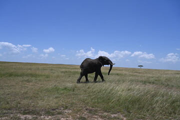 Fototapeta na wymiar angry elephant making noise