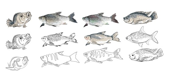 Aquatic fish vector illustration