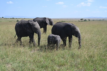 Naklejka na ściany i meble herd of elephants in masai mara country