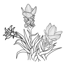 Siam tulip tropical flower,vector illustration