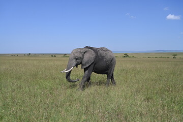 Fototapeta na wymiar elephant covered in mud to stay cool