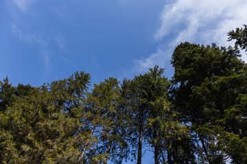 Bottom view of evergreen trees with blue sky at background.