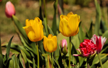 Obraz premium yellow tulips in the garden