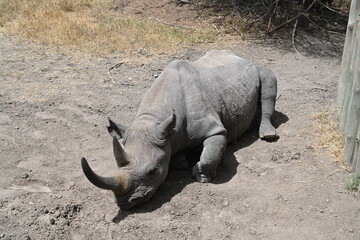 Obraz premium rhino in the wild