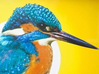 Illustration of a kingfisher bird in Ukraine colors