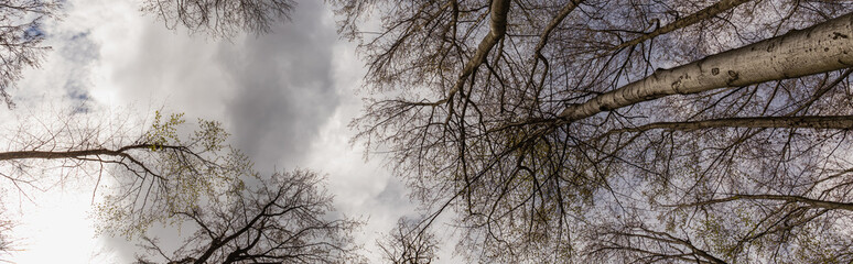 Bottom view of trees and cloudy sky in forest, banner.