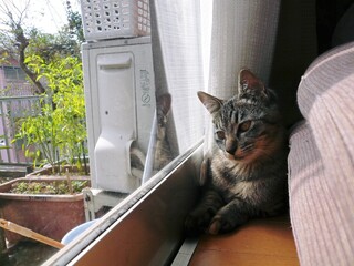 cat on the window