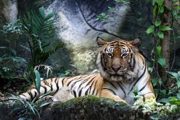 Zelfklevend Fotobehang Close up bengal tiger is beautiful animal and dangerous in forest © pumppump
