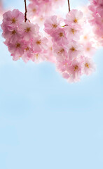 Fototapeta na wymiar branches with pink delicate spring flowers of fruit tree. Cherry sakura, flowering. Delicate artistic photo. selective focus. 