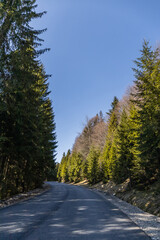 Road between pine forest and blue sky at background.