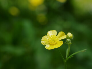 Fototapeta premium 光沢のある黄色のウマノアシガタの花