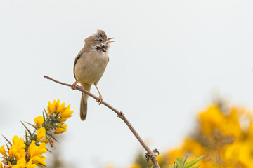 Common whitethroat (Sylvia communis) singing from its perch in spring. European warbler portrait.