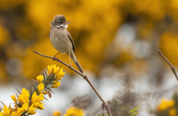 Common whitethroat (Sylvia communis) singing from a branch in spring, amongst gorse bushes. Cute...