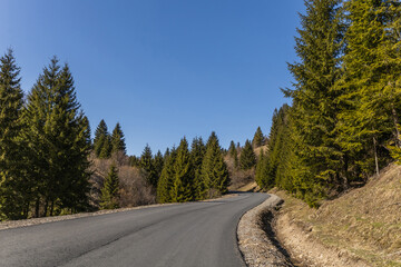Obraz premium Empty road and coniferous forest with blue sky at background.