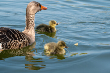 Greylag goose, anser anser, gosling