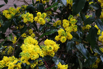 Stechpalme, Blüten, Blüte, Strauch