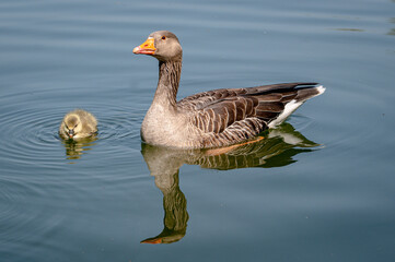 Greylag geese, anser anser, with young goslings