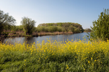 Wide creek in the Dutch National Park De Biesbosch. It is a sunny day with a clear blue sky in springtime and the rapeseed in the foreground is in full bloom.