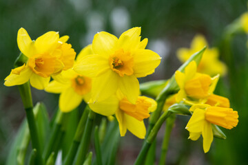 Fototapeta na wymiar Beautiful yellow blooming narcissus in the park on a flower bed closeup 