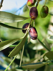 Olive tree branch with olive berries and green leaves in France in autumn.