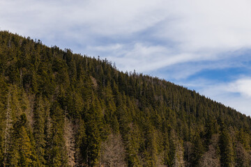Spruce forest on hill of mountains with sky at background.