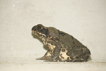 Toad species Bufonidae with dark, distinctive markings on pale breast against light background. Amazon rainforest  near Alter do Chao, Para state, Brazil.