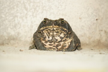 Obraz premium Toad species Bufonidae with dark, distinctive markings on pale breast against light background. Amazon rainforest near Alter do Chao, Para state, Brazil.