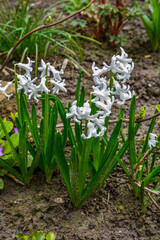 Obraz premium beautiful white hyacinth in garden.spring flower, close-up