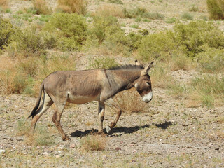 Naklejka na ściany i meble A wild burro living in the Mojave Desert, on the outskirts of the small town of Beatty, in Nye County, Nevada.