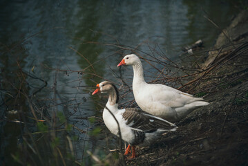 goose on the lake