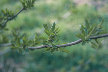 branches of a tree