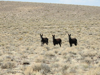 A trio of dark colored, wild burros, roaming the vast landscape of the Nevada Desert.