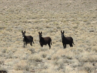 A trio of dark colored, wild burros, roaming the vast landscape of the Nevada Desert.