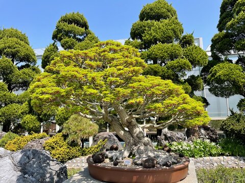 Bansai Tree