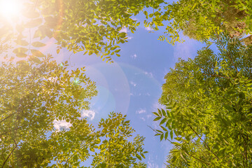 Sunshine toned sky window inside green tree branches frame with blue sky. Canopy of tall trees framing clear blue heaven with the sun shining through - obrazy, fototapety, plakaty