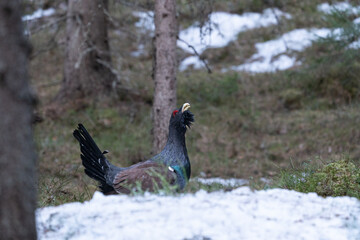 The western capercaillie (Tetrao urogallus)