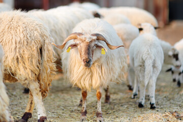 Obraz premium Sheeps with a tags on ears in corral on the farm. Bio organic healthy food and wool production. Growing livestock is a traditional direction of agriculture. Animal husbandry.
