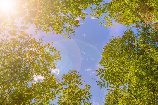 Sunshine toned sky window inside green tree branches frame with blue sky. Canopy of tall trees framing clear blue heaven with the sun shining through