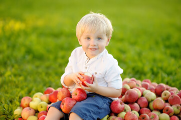 Cute toddler boy sitting on large heap of apples and eating ripe organic apple in home garden. Harvest. Child spending their summer holidays in countryside.