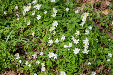 anemone nemorosa wood anemone with white flowers