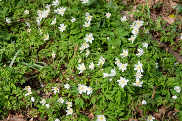 Obraz na płótnie Canvas anemone nemorosa wood anemone with white flowers