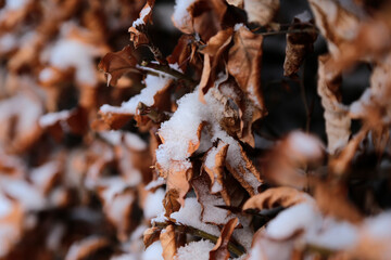 Detail von einer Schnee bedeckten Hecke an einer Straße im Winter
