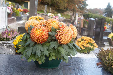 Chrysanthemum plants on tombstones