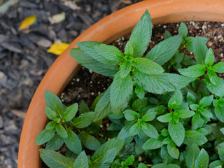 Looking down at mint potted in pot