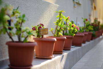 Urban landscape design on the street of small mediterranean town.