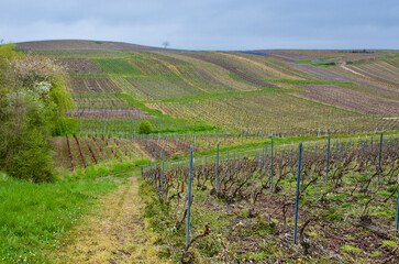 Fototapeta na wymiar Agricultural landscape with vine yards in spring in Champagne-Ardenne in France.