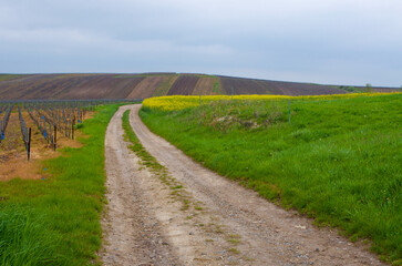 Rural landscape with country road among vine yards and field with rape plants in spring in France.